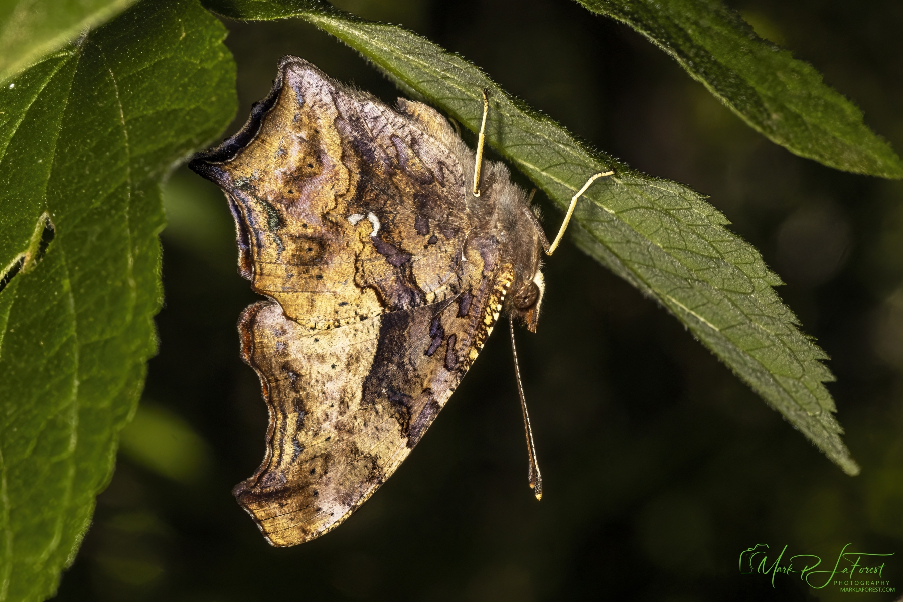 Question Mark Butterfly, Ladybird Wildflower Center, Austin, Texas